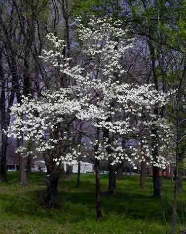They love a full sun environment and thrive in the upper, middle, lower, and coastal south the flowering dogwood, native to the eastern united states from new england to central florida, is the state flower of north carolina and virginia. Cornus florida L. Flowering dogwood, Virginia dogwood ...