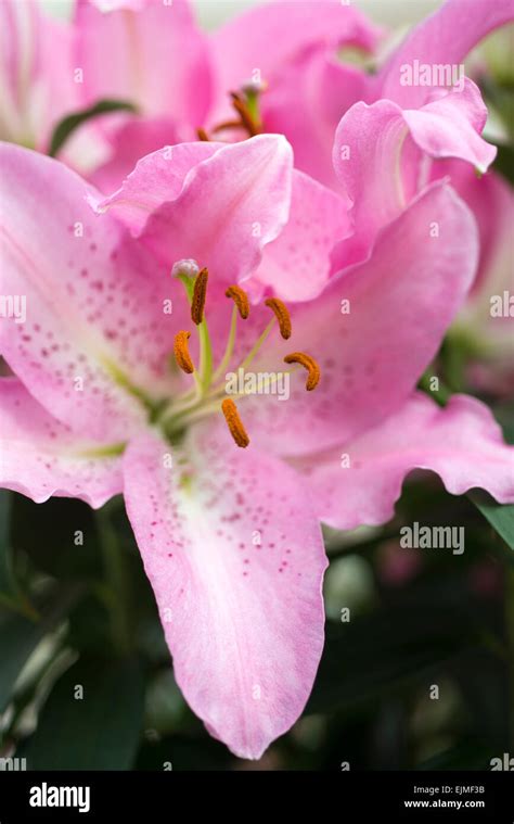 Lilium True Romance Pink Oriental Lily Flower Stock Photo Alamy