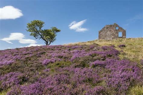Evergreen, heaths (erica) and heathers (calluna vulgaris) are terrific plants that deserve a spot in the garden. heather | Distribution, Description, & Uses | Britannica.com