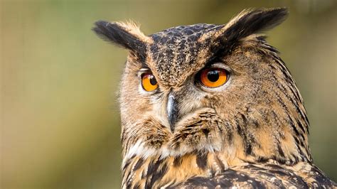 Eurasian Eagle Owl ⋆ Mulhouse Zoo Zoological And Botanical Park