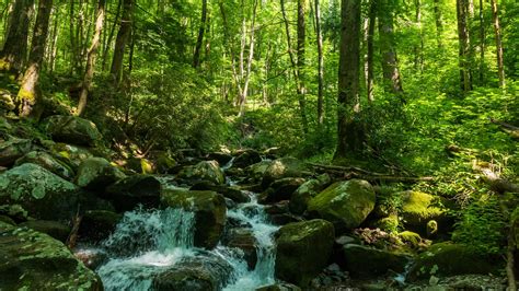 Download Wallpaper 2048x1152 Forest Trees Stream Stones Nature