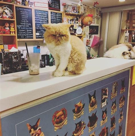 Top 10 Cat Cafes In Seoul For The Cutest Fluffiest Day Ever Nylon Pink