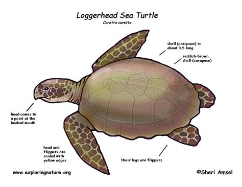 Sea Turtle Loggerhead