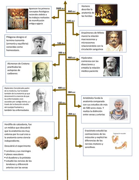 Linea Del Tiempo Sobre La Evolucion De La Anatomia A A A Sexiz Pix