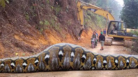 15 Abnormally Large Snakes That Actually Exist Youtube