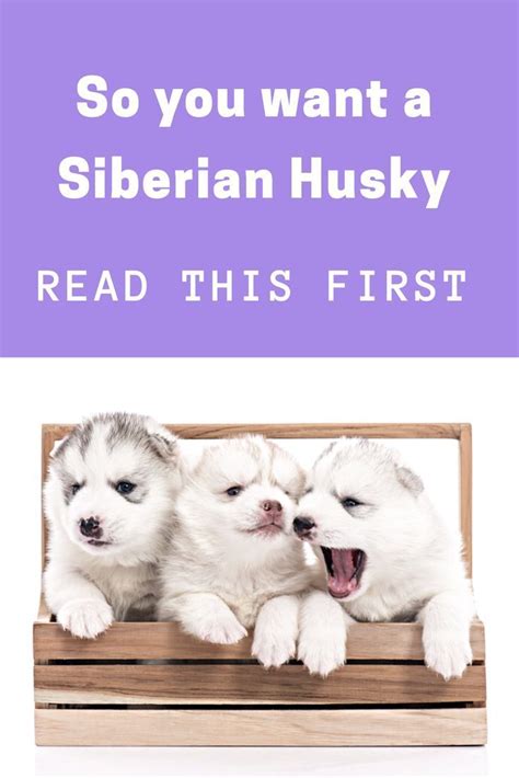 12 Traits Of The Siberian Husky That You Need To Know