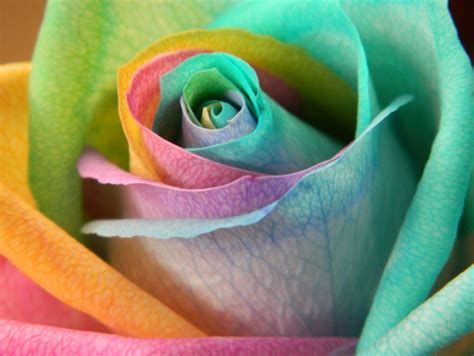 Rainbow Rainbow Roses Beautiful Rose Flowers Beautiful Roses