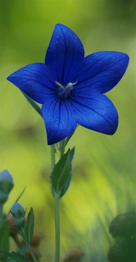 ภเгคк ค๓๏ Types Of Blue Flowers Beautiful Flowers Balloon Flowers