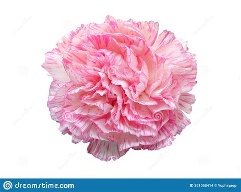 Pink And White Carnation Flowers Isolated On White Background With