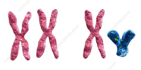 Sex Chromosomes Illustration Stock Image C026 0878 Science Photo Free