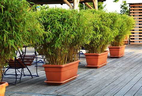Choisir Un Bambou Pour Un Pot Ou Une Jardinière Gamm Vert