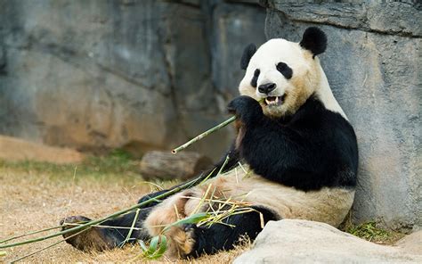 Panda Cuddler Best Job In The World Recruiter