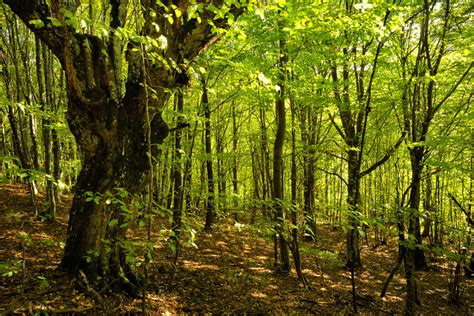 The Buried Secret Lives Of Trees On Point