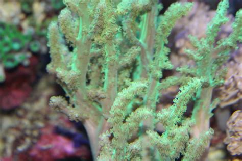 Neon Green Nephthea Coral Soft Corals Coral Neon Green