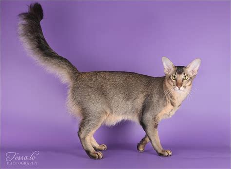 The oriental longhair is analogous to the balinese and javanese. cat colours — black ticked tabby