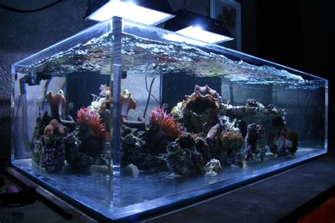 Shallow Reef Tank Club Reef Tank Home Aquarium Tanked Aquariums