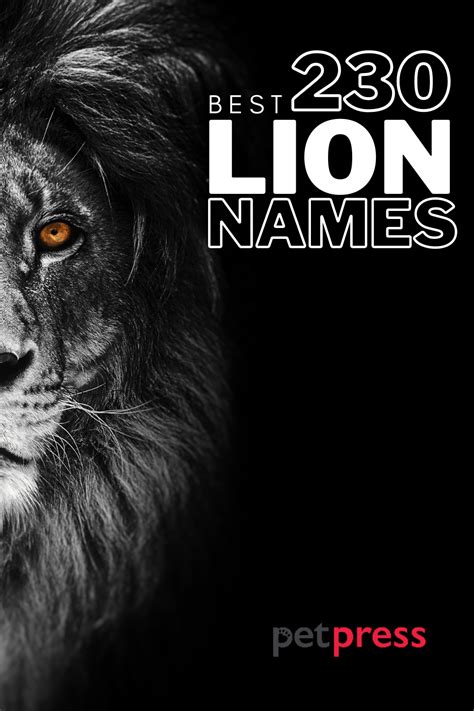 Lion Names 230 Awesome Name Ideas With Meanings Petpress