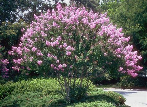 586 sawdust road, spring, tx 77380. Landscape Trees - Dooley Landscape Designs Albuquerque