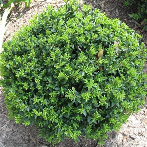 Japanese Boxwood Foliage Is Bright Green Evergreen Beauty Compact