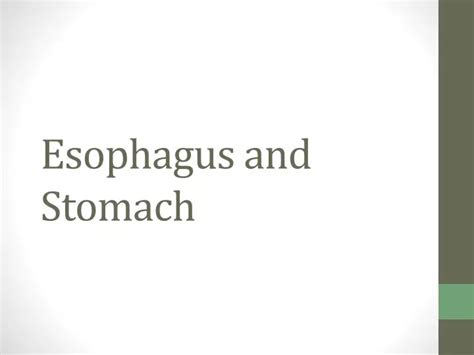Ppt Esophagus And Stomach Powerpoint Presentation Free Download Id