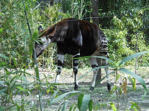 Bronx Zoo Congo Gorilla Forest Okapi With Hidden Barriers Zoochat