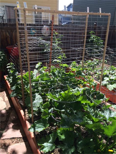 Diy Squash Trellis Heathers Garden Of Wonderment