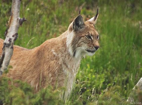 All sizes | Lynx | Flickr - Photo Sharing!
