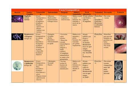 Tabla De Bacterias Andrea Salcie Firpo Udocz