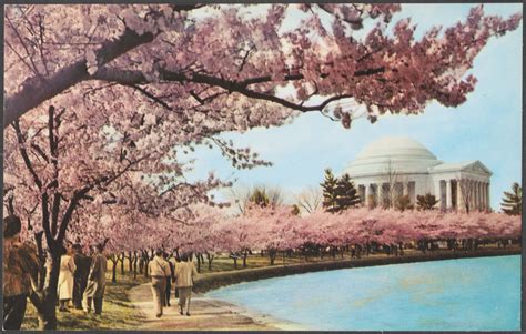 Cherry Blossom Time Thomas Jefferson Memorial Washington Dc