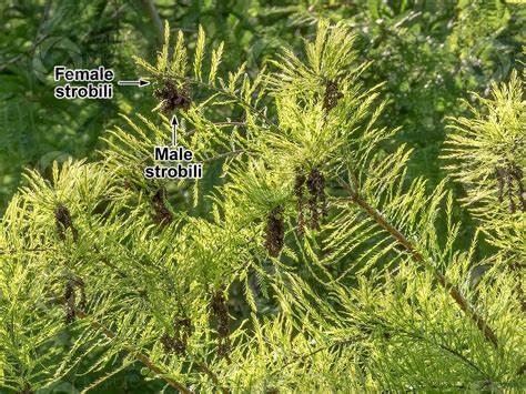Taxodium Distichum Bald Cypress Male Strobilus Male Strobilus