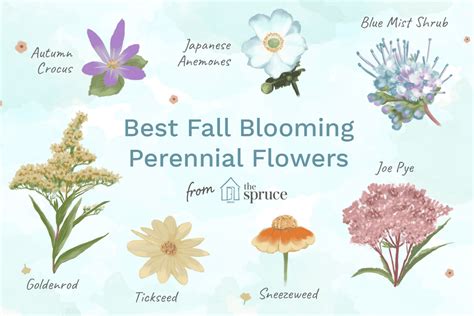 Top 15 Fall Blooming Flowers For A Perennial Garden