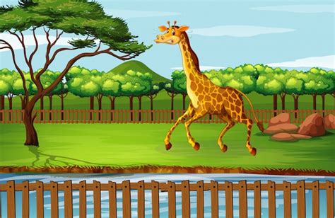 Scene With Giraffe At The Zoo Vector Free Download