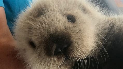 Baby Sea Otter Rescued Near Vancouver Island News 1130