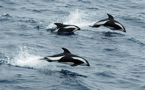 5 Amazing Facts About Hourglass Dolphins Awesome Ocean