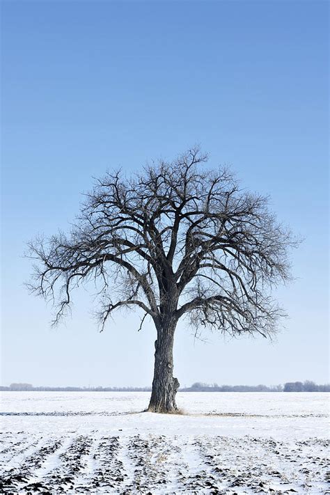 Bare Tree In Winter Photograph By Donald Erickson Fine Art America