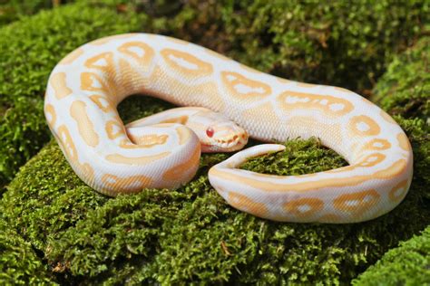 Albino Ball Python Morph 13 Incredible Photos Info