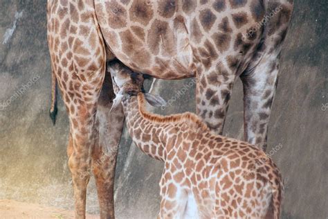 Hijo Amamantando De Su Mamá Es Especie Giraffa Camelopardalis Familia