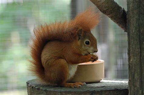Red Squirrel Wildwood Kent