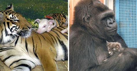 10 Most Loving Mothers In The Animal Kingdom That Will Warm Your Heart