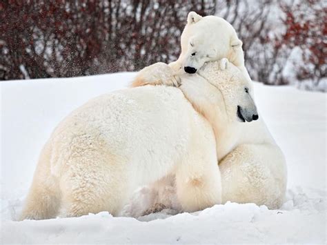 Love Is In The Air Polar Bears Bears Valentines Picture Tishcenko