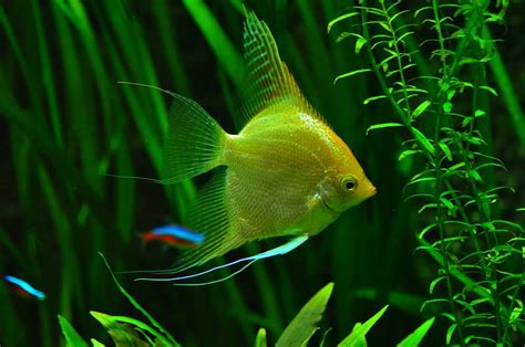 Surprising Facts About Angelfish Laughtard