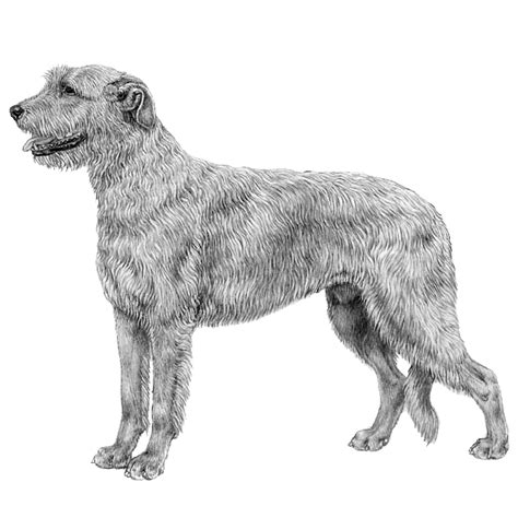 Irish Wolfhounds Dog Breed Info Photos Common Names And More