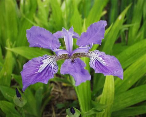 Iris Tectorum The National Flower Of Algeria