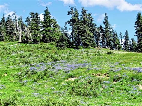 Subalpine Forest And A Flowered Mountain Meadow 1 Olympic National
