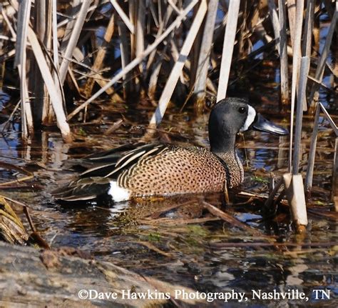 Blue Winged Teal Duck Anas Discors Information From The Tennessee