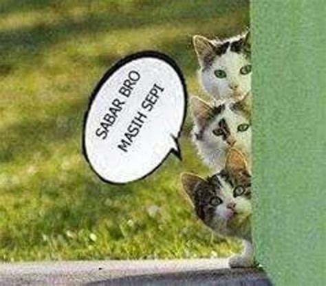 The email you just opened, or link you just clicked, was not sent by feedblitz. 25 Meme kucing yang imut, ngegemesin dan bikin ketawa ...