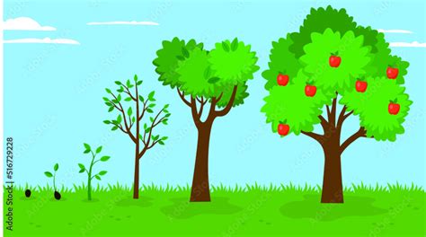 Apple Tree Growth Stages Illustration Stock Vector Adobe Stock