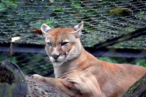 Onça Parda Puma Concolor Cougar Mountain Lion Puma Pa Flickr