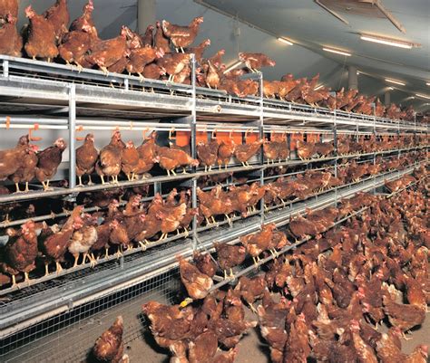 Characterized by clean lines and bold ornamental cladding transitions, our modern style. Layer Poultry Housing: Guide for Building A House for Your ...