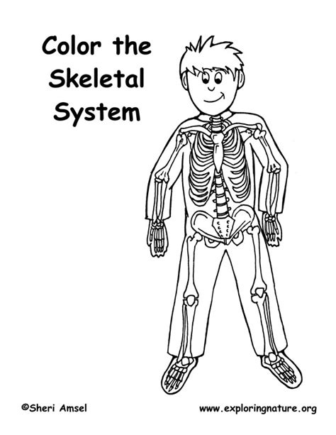 Anatomy Of A Skeletal System Coloring Pages